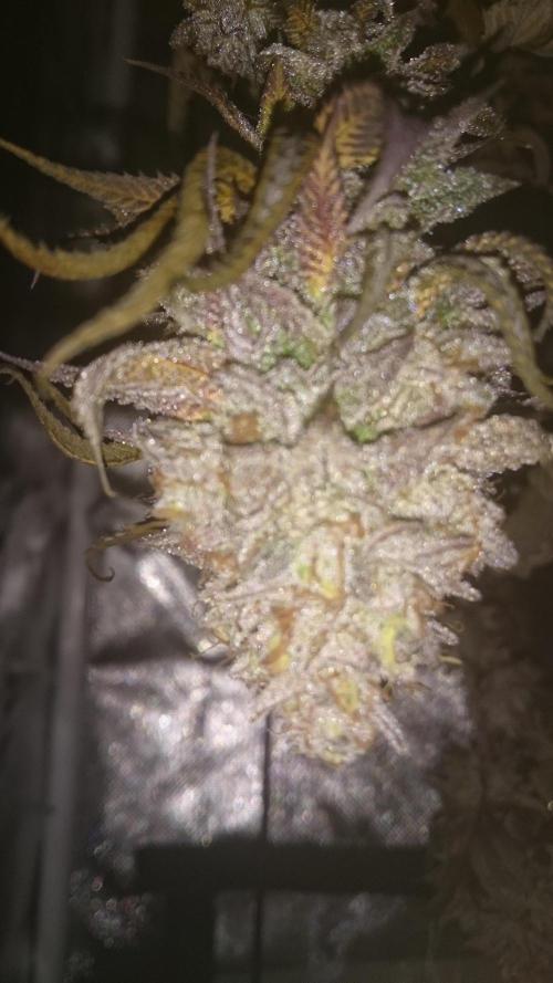 Lady Ambrosia. Week 16