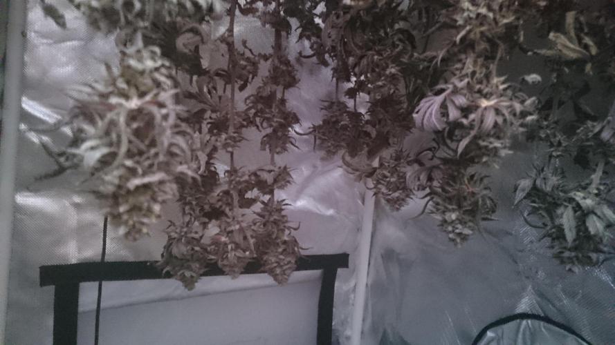 Lady Ambrosia. Week 16