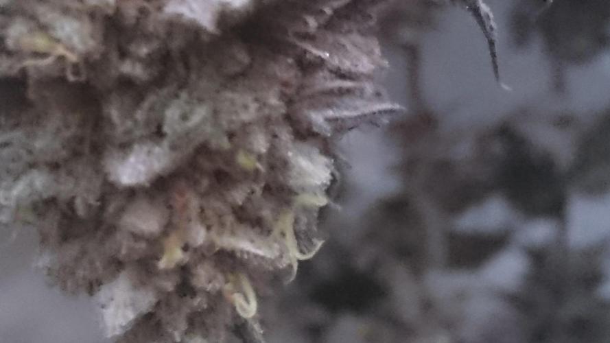 Lady Ambrosia. Week 16