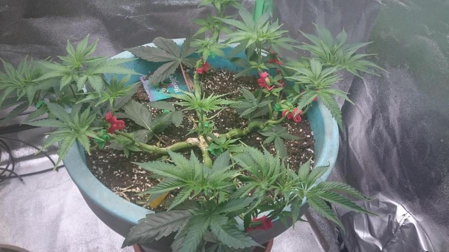 Lady Magyklenia. Week 5 - 53