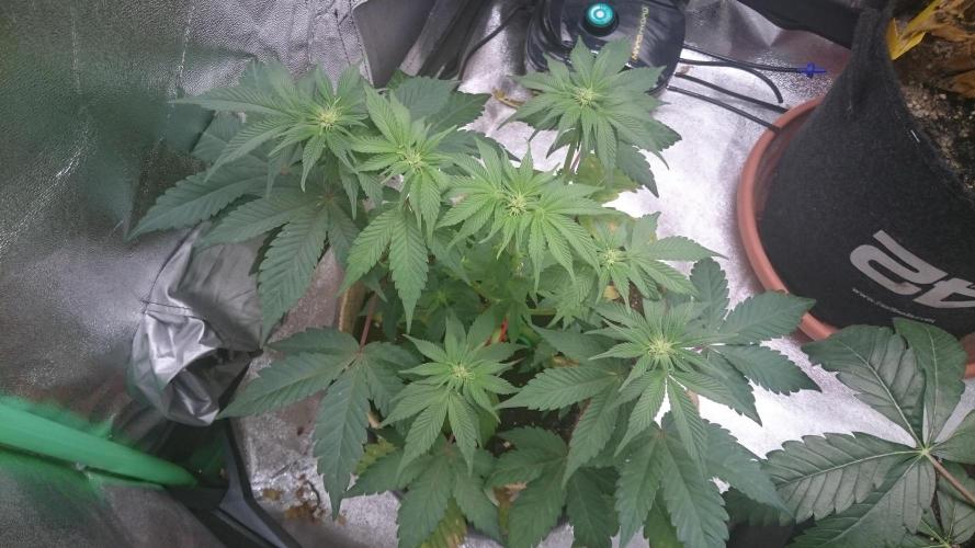 Tropical Mirage. Week 5