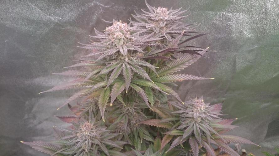 Grandmommy Purple. Week 10