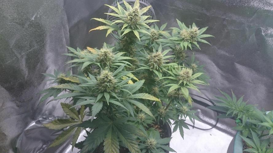 Banana Purple Punch Auto. Week 5