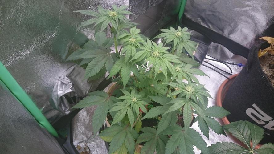 Lady  Mairwen. Week 5 - 57