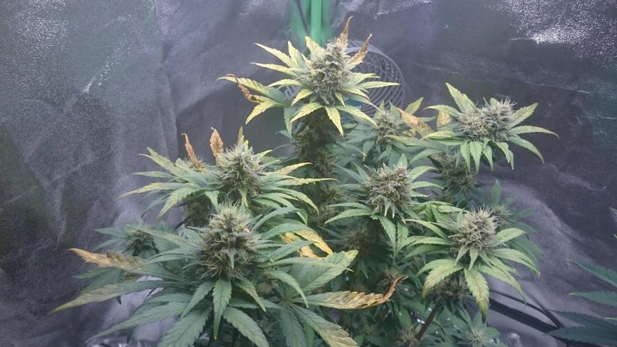 Lady Gholitra. Week 6 - 60
