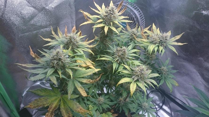 Lady Gholitra. Week 6 - 61