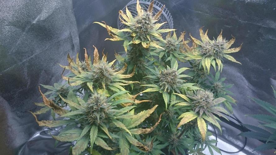 Lady Gholitra. Week 6 - 62