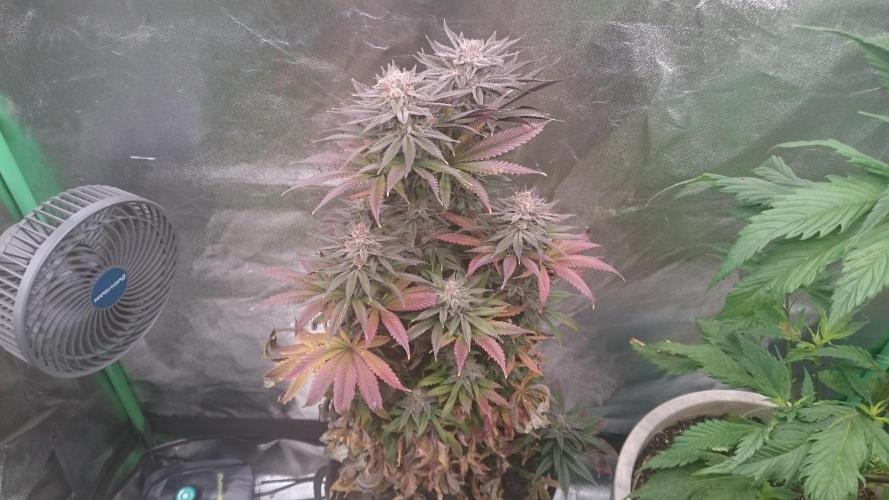 Grandmommy Purple. Week 10