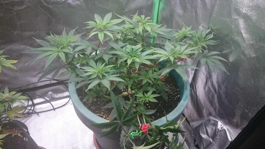 Grandmommy Purple. Week 5