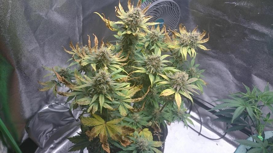 Lady Gholitra. Week 6 - 63