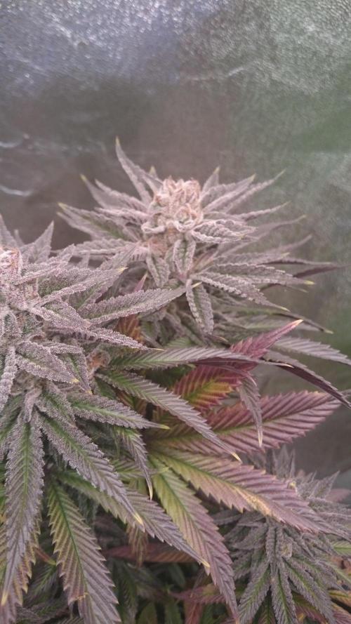 Grandmommy Purple. Week 10