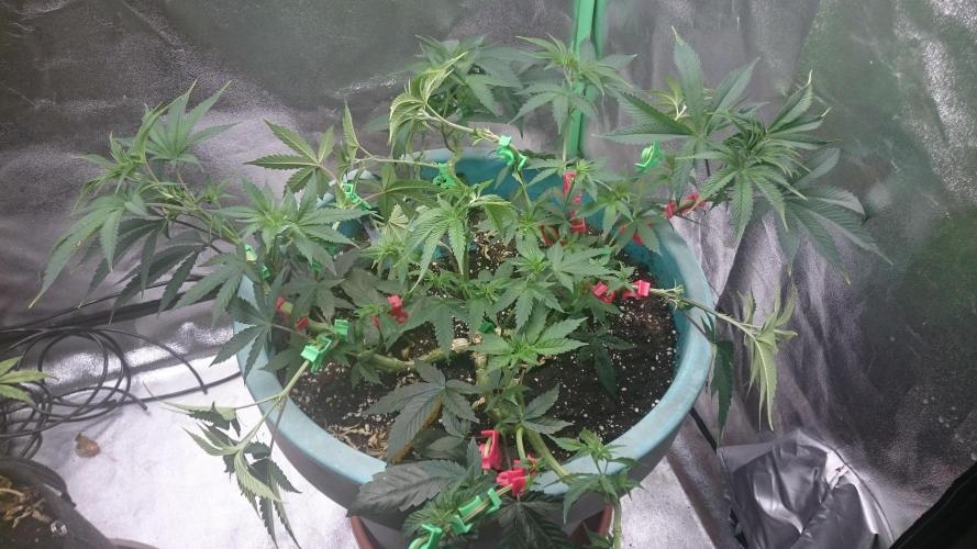 Grandmommy Purple. Week 5