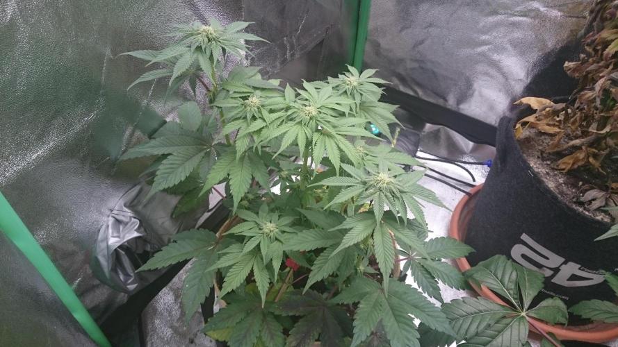 Lady  Mairwen. Week 6 - 60
