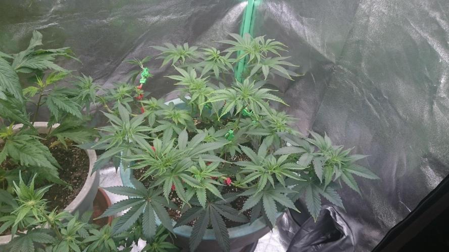Grandmommy Purple. Week 6