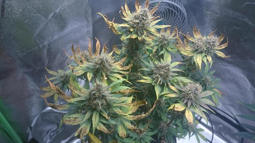 Banana Purple Punch Auto. Week 6