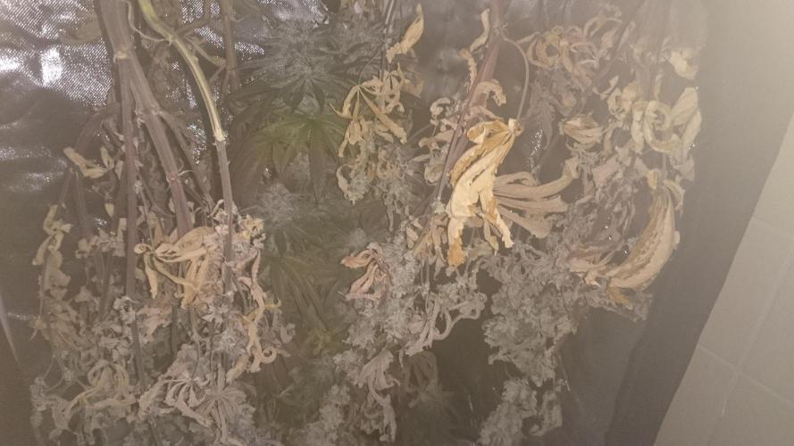 Grandmommy Purple. Week 11