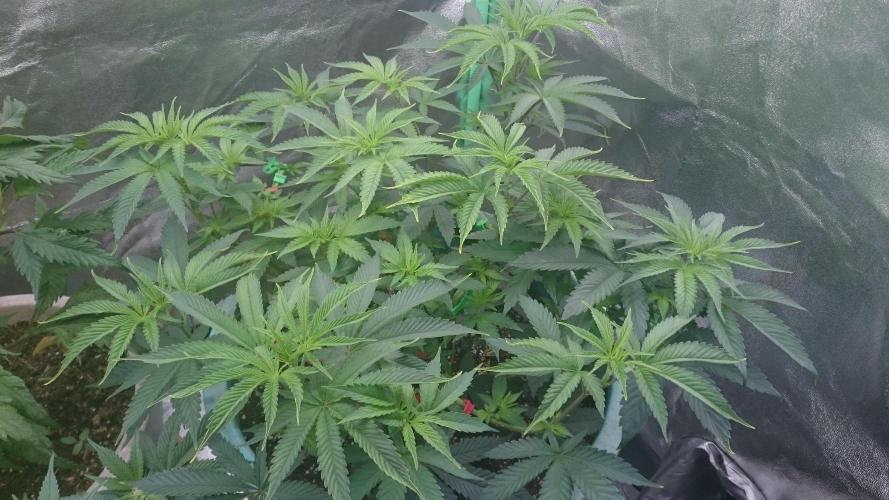 Grandmommy Purple. Week 6