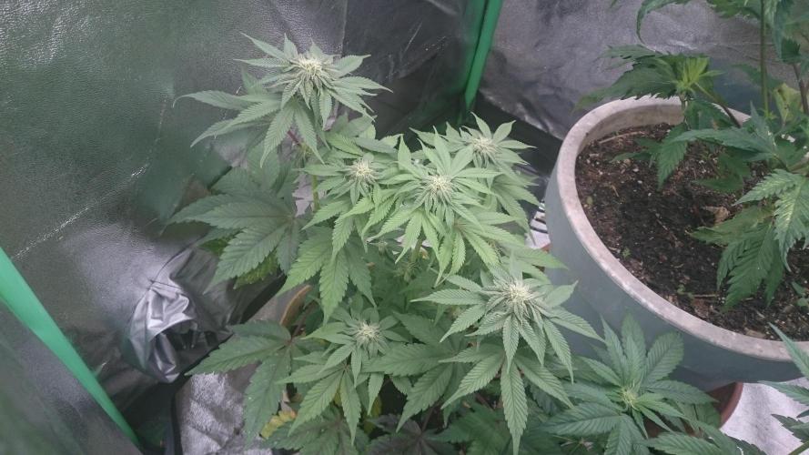 Lady  Mairwen. Week 6 - 62