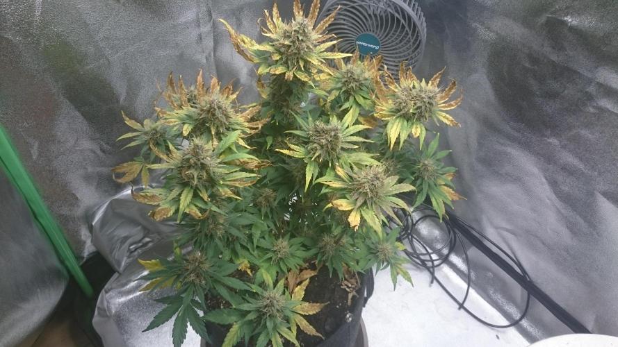 Lady Gholitra. Week 6 - 65
