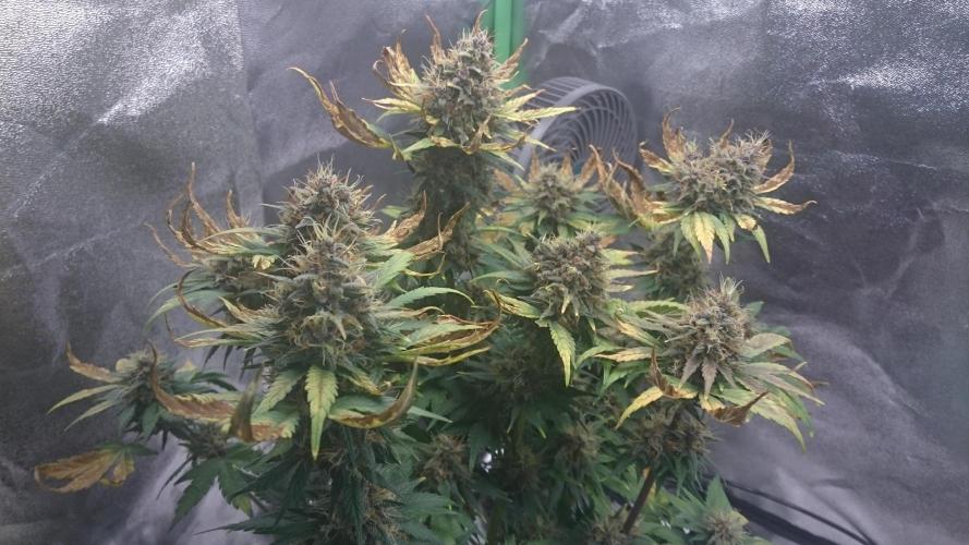 Banana Purple Punch Auto. Week 6