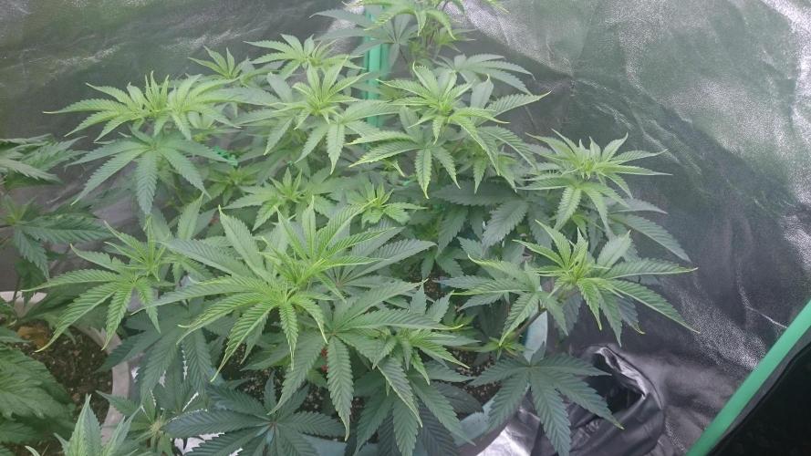 Grandmommy Purple. Week 6