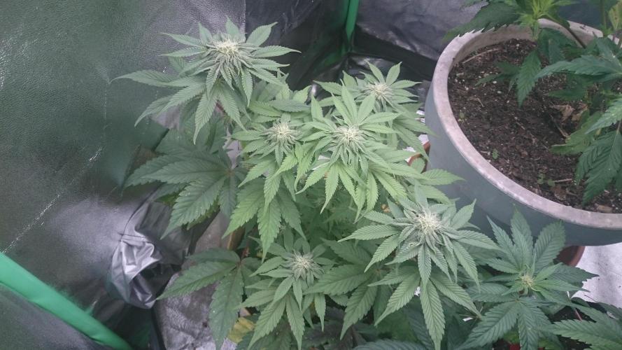Lady  Mairwen. Week 6 - 63