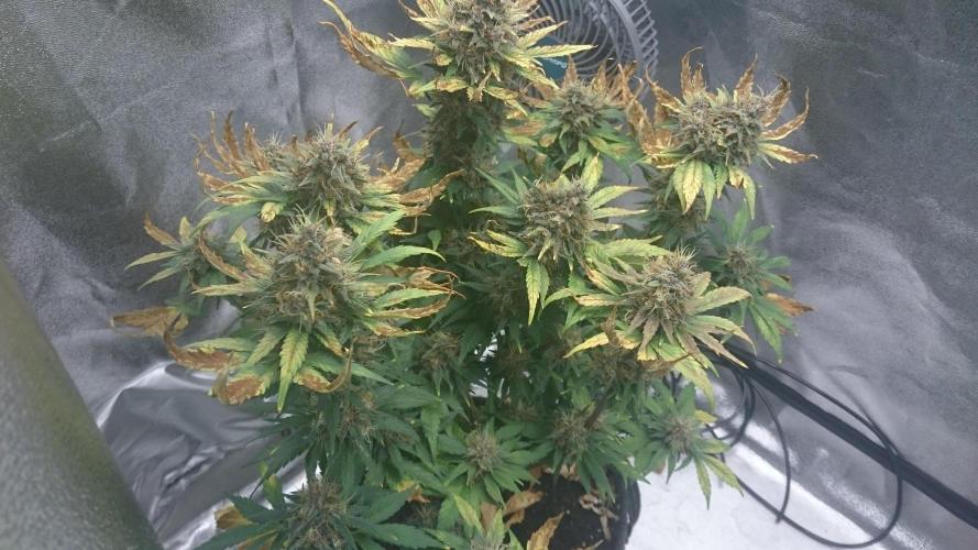 Banana Purple Punch Auto. Week 6