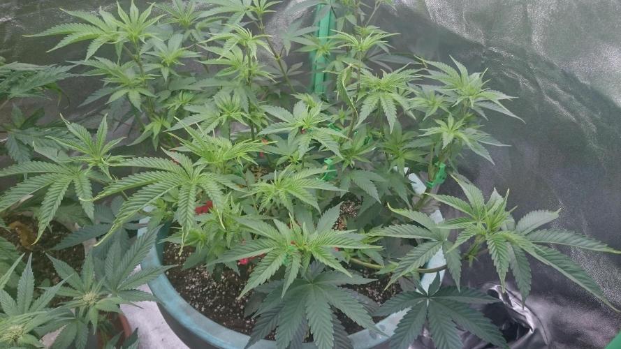 Grandmommy Purple. Week 6