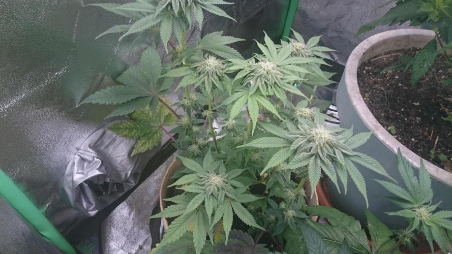 Lady  Mairwen. Week 6 - 64
