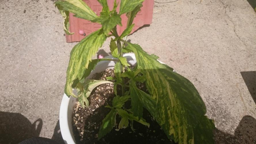 Variegated Delight©. Week 3