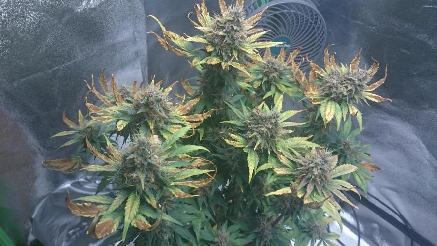 Banana Purple Punch Auto. Week 6