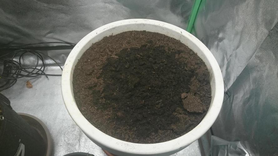Tropical Swirl. Week 0