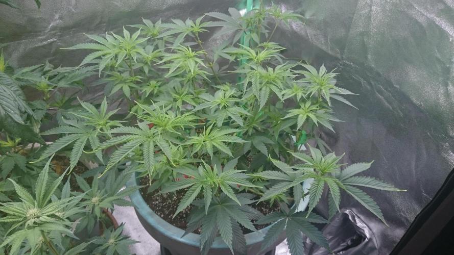 Grandmommy Purple. Week 6