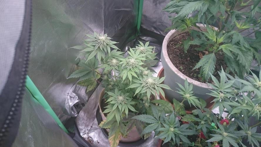 Lady  Mairwen. Week 6 - 65