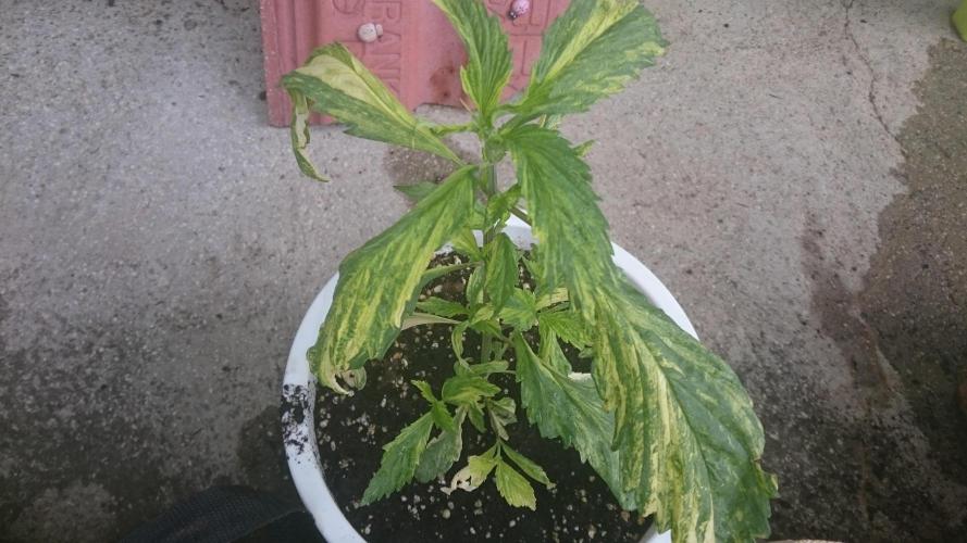 Variegated Delight©. Week 3