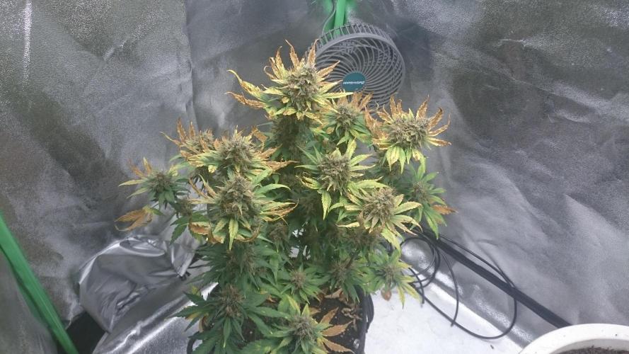 Banana Purple Punch Auto. Week 6