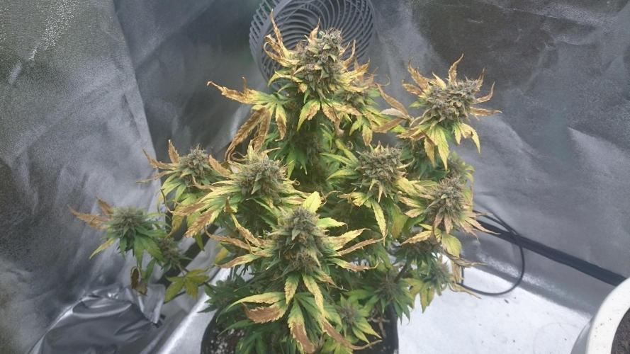 Banana Purple Punch Auto. Week 7