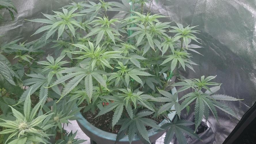 Lady Magyklenia. Week 6 - 64