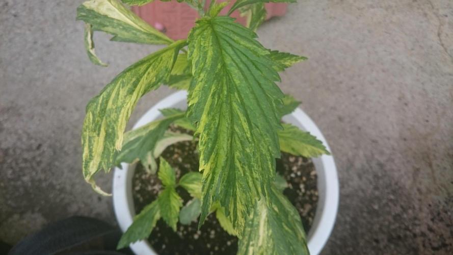 Variegated Delight©. Week 3