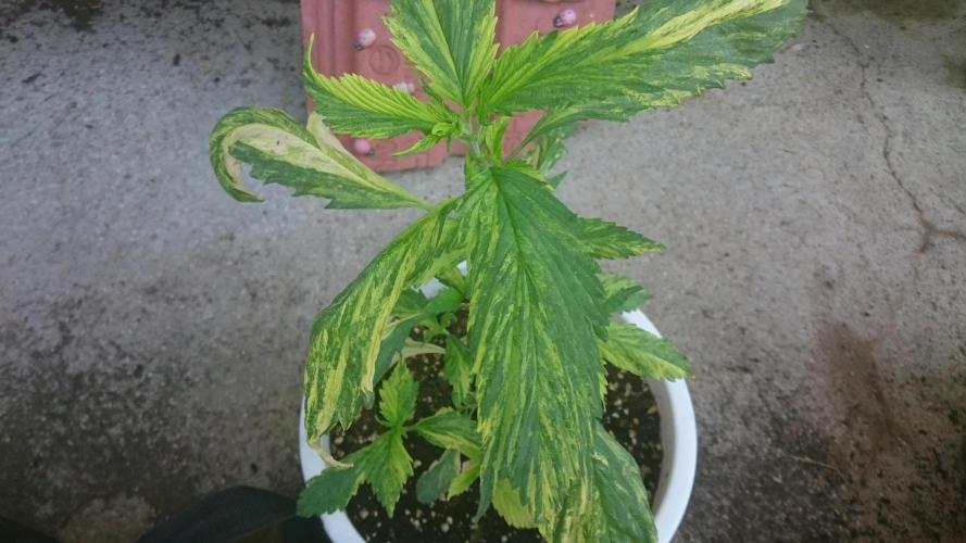 Variegated Delight©. Week 3