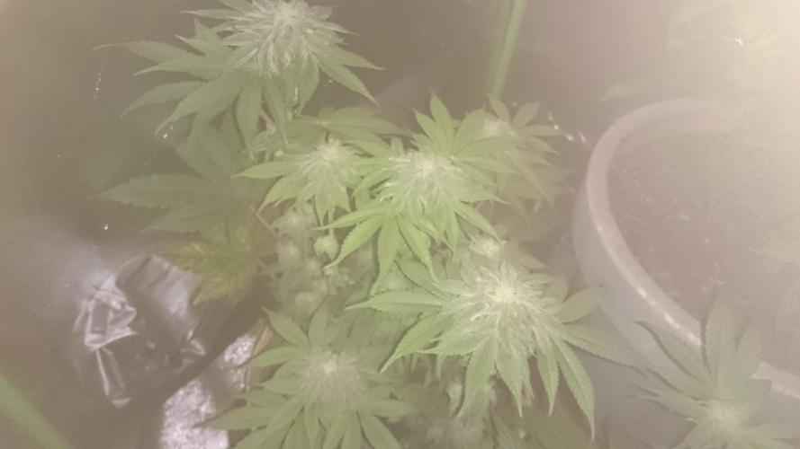 Jaw Breaker. Week 6
