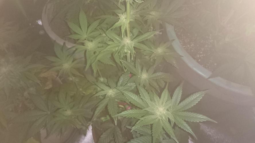 Tropical Mirage. Week 6