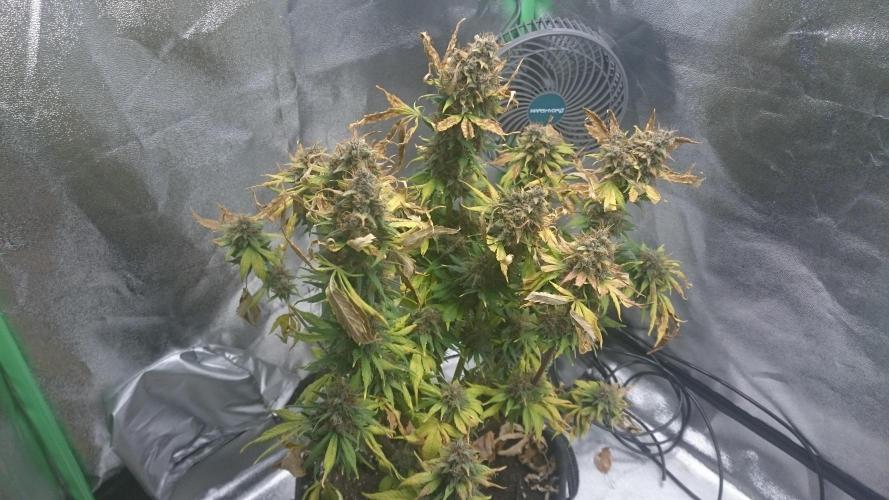 Lady Gholitra. Week 8