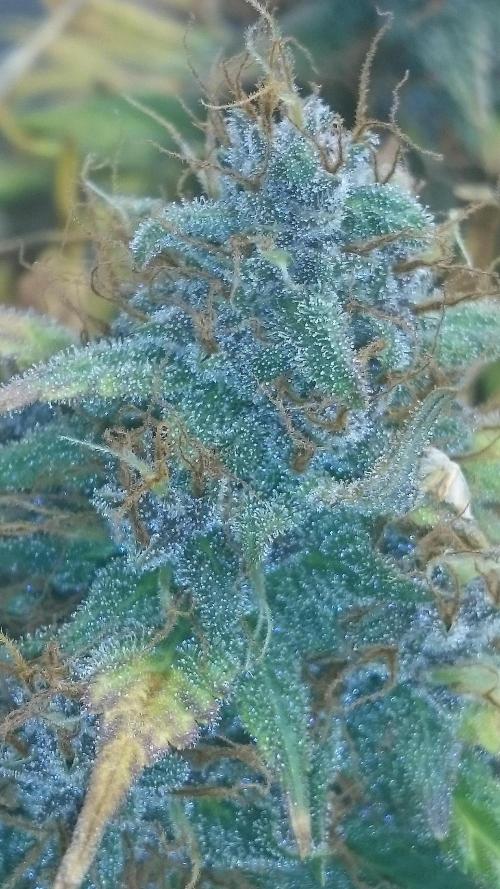 Lady Gholitra. Week 8