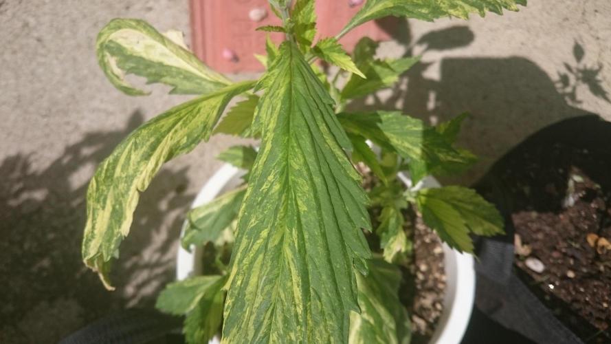 Variegated Delight©. Week 3