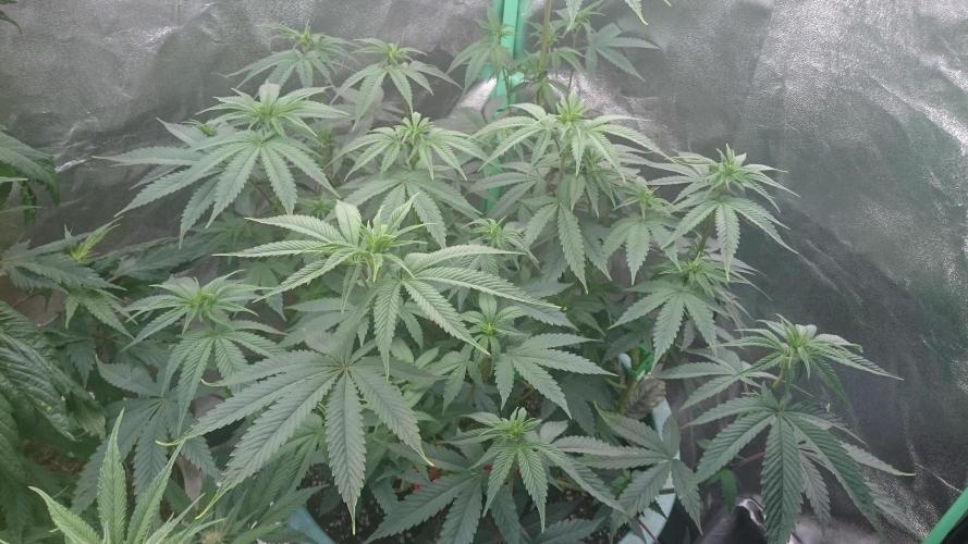 Lady Magyklenia. Week 6 - 66