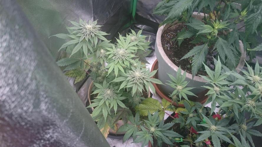 Lady  Mairwen. Week 6 - 69