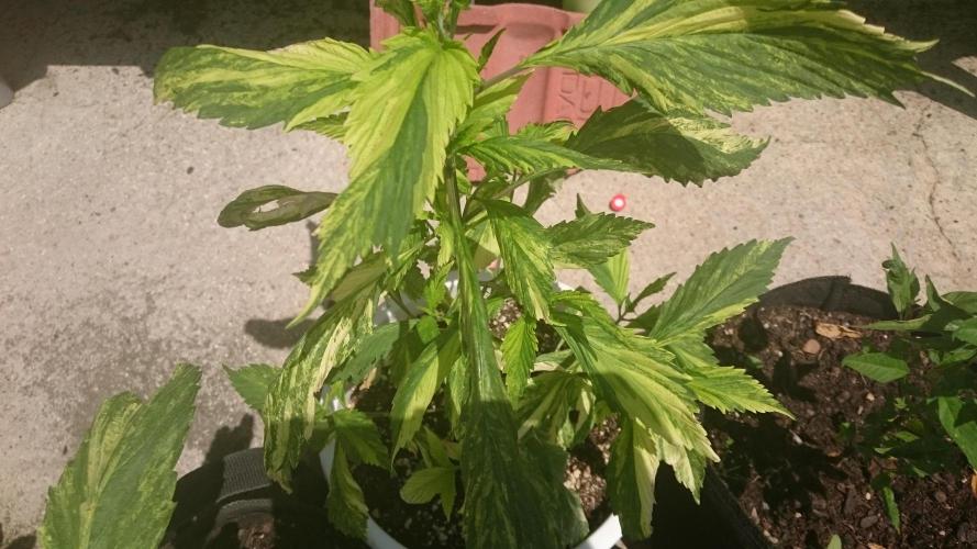 Variegated Delight©. Week 4