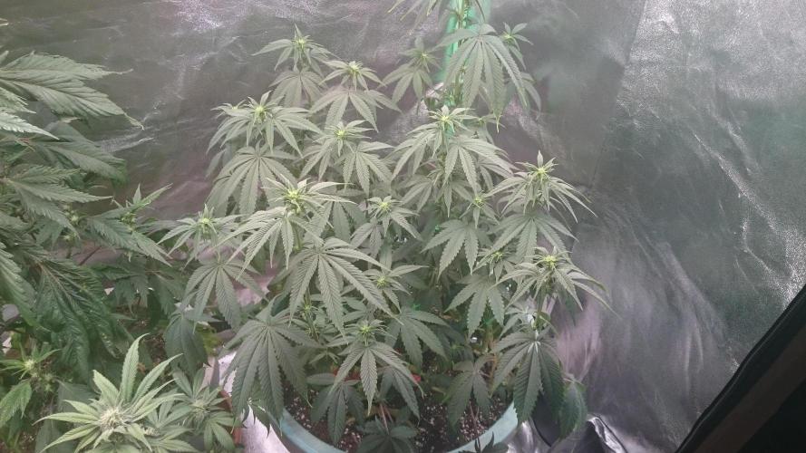 Grandmommy Purple. Week 7