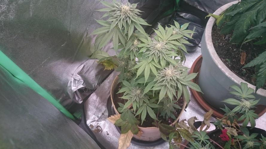 Tropical Mirage. Week 7